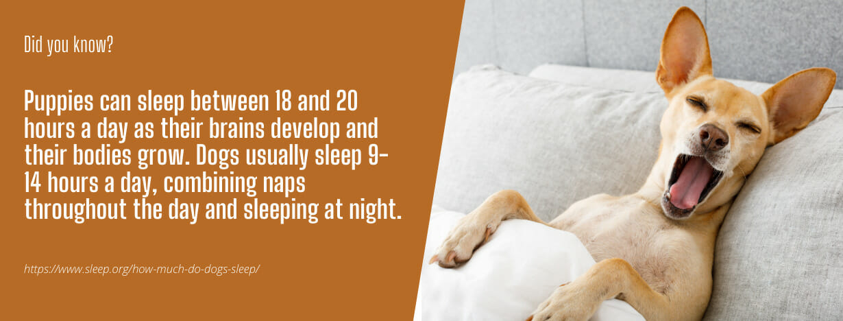 OMR Dog Mattresses fact 2