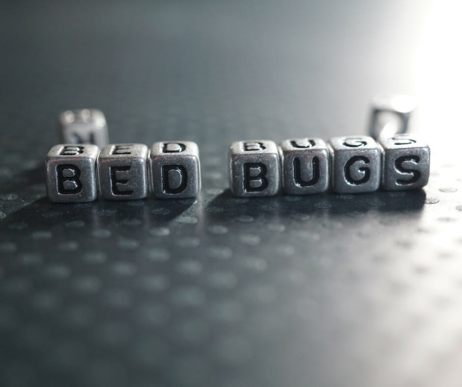 bed bugs concept 1