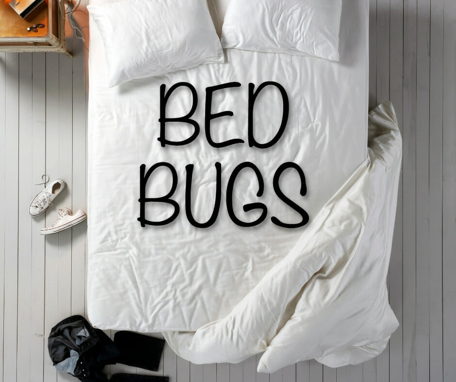 bed bugs concept 3